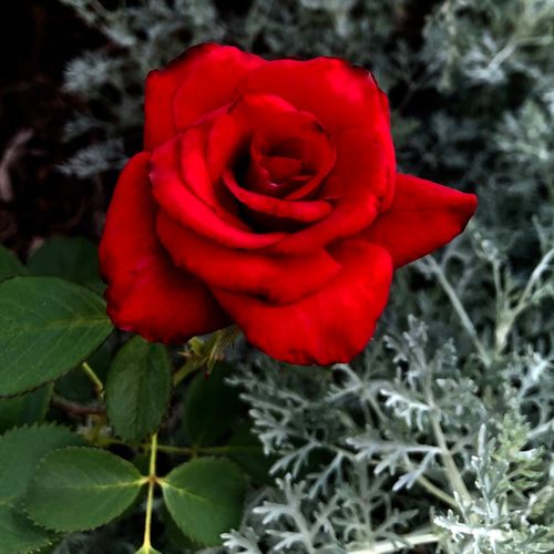 Róża ze średnio intensywnym zapachem - Róża - Kardinal - 